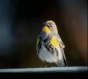 yellow-rumped-warbler.jpg
